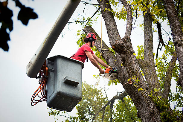 Tree Service Company in Montesano, WA